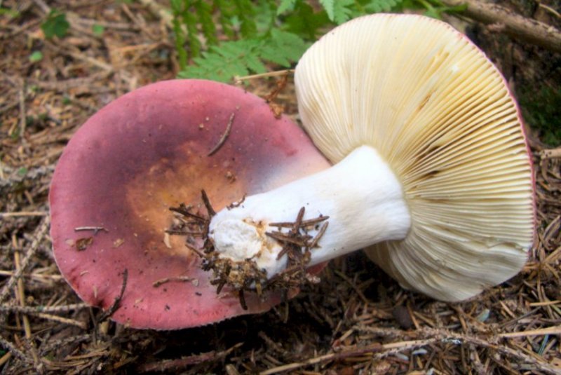 Due Russule del Trentino